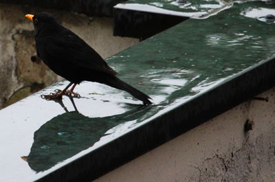 High angle view of bird perching on lake