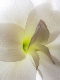 Full frame shot of white flower