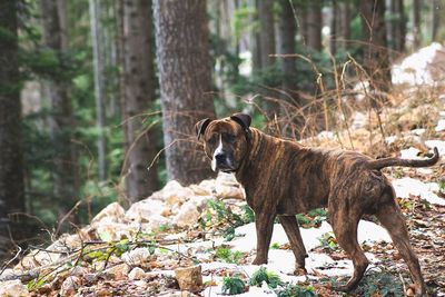 Portrait of dog standing in forest