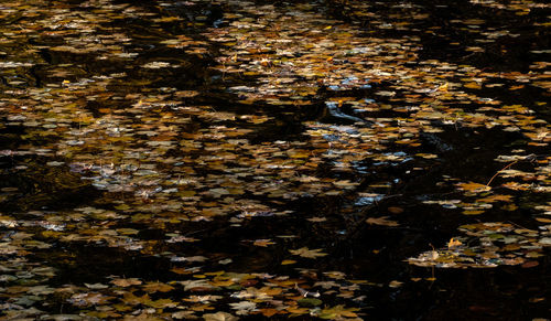 High angle view of leaves floating on lake