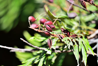 Close-up of red rose bud on branch