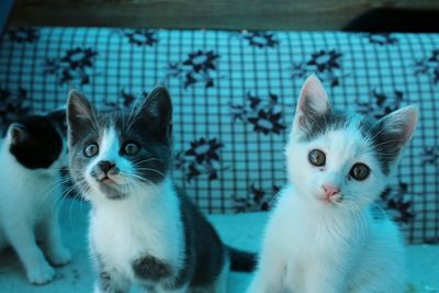 Close-up portrait of cats