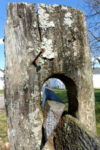 Close-up of tree trunk