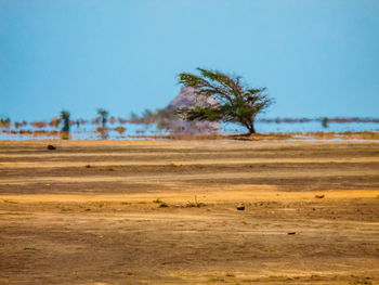 Trees on field against clear blue sky