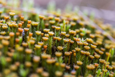 Beautiful closeup of a moss growing in natural habitat in swamp. scenery of a wetland flora.