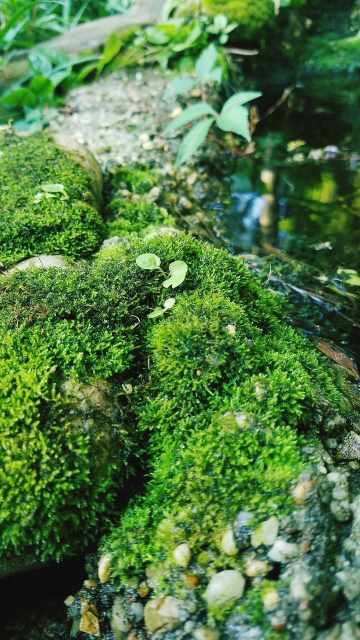 CLOSE-UP OF PLANTS GROWING IN FOREST