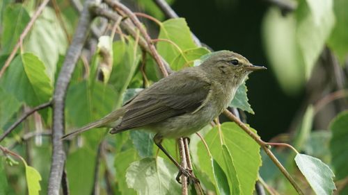Close-up of bird perching on branch