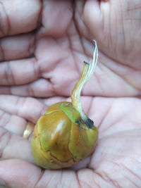 Close-up of hand holding fruit