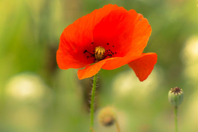 Close-up of insect on red poppy