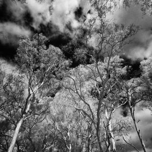 Trees growing against sky