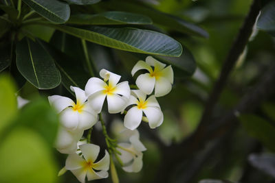 Close-up of white flowering plant