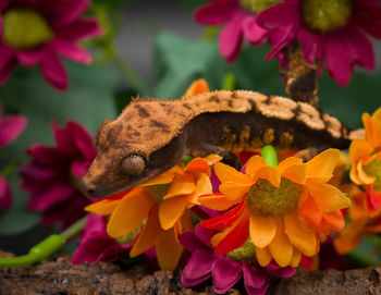 Close-up of lizard