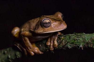 Close-up of frog