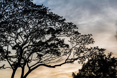 Low angle view of silhouette tree against sky