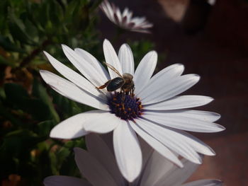 Close-up of bee pollinating flower