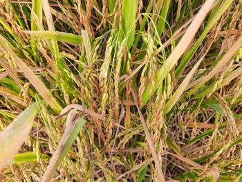 Close-up of crop growing on field