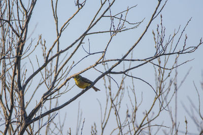 Low angle view of bird perching on bare tree