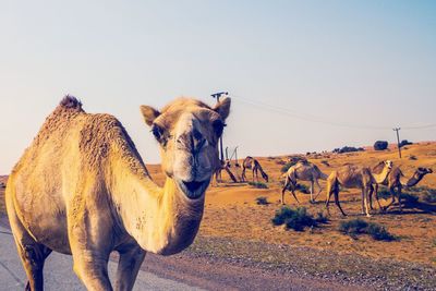 Horse standing in desert against clear sky