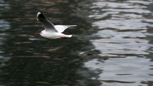 Bird on water