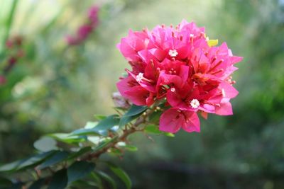 Close-up of pink flowers blooming outdoors