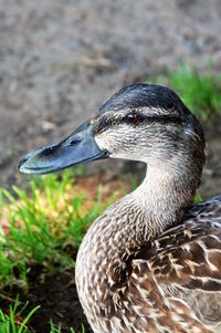 Close-up of bird