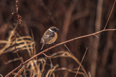 Close-up of bird perching on twig