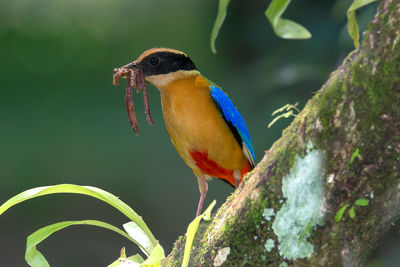 Close-up of bird perching on yellow leaf