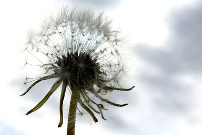 Close-up of dandelion flower against clear sky