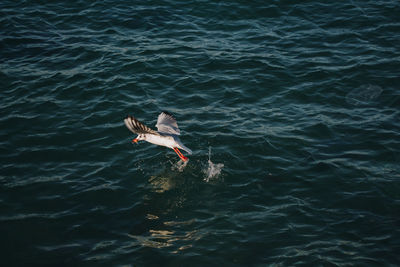 High angle view of bird swimming in sea