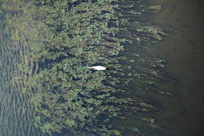 High angle view of rice paddy against sky