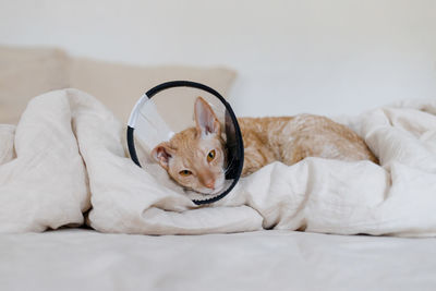 Cat on rehabilitation after surgery in a protective collar.  pet is sick at home. veterinary clinic