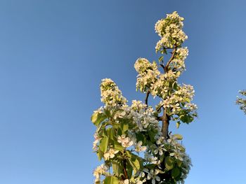 Low angle view of flowering plant against clear blue sky
