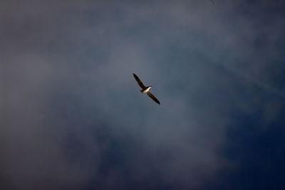 Low angle view of bird flying against cloudy sky