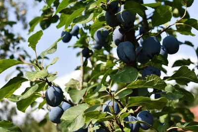 Close-up of berries growing on tree