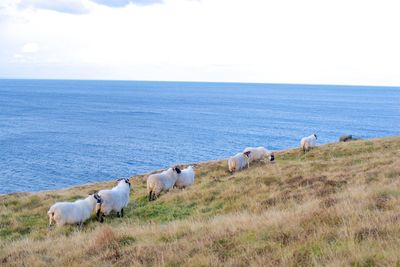 Horses in a sea