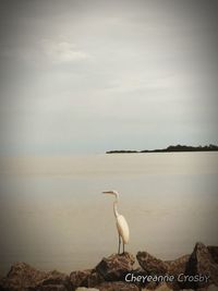 View of birds in sea against sky