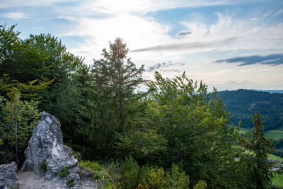 Scenic view of forest against sky