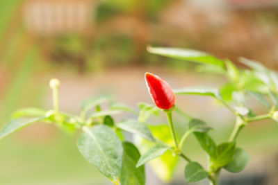 Close-up of red flowering plant