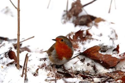 Close-up of robin in snow