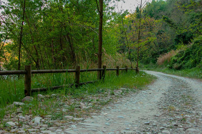 Road amidst trees