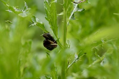 Close-up of insect on flower