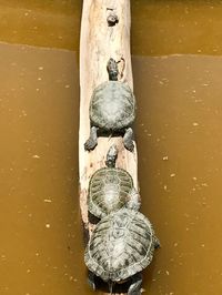 Close up of human representation