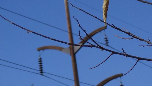 Low angle view of branches against blue sky