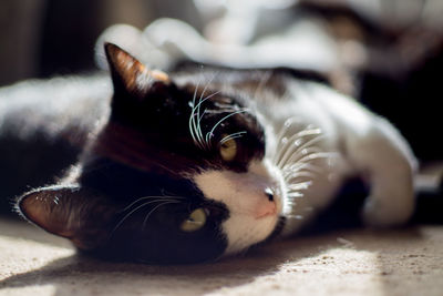 Close-up portrait of cat lying down