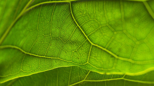 Full frame shot of green leaf