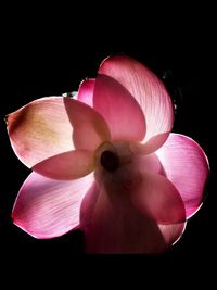 Close-up of pink rose flower against black background