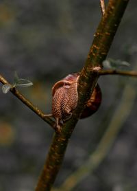 Close-up of lizard on plant