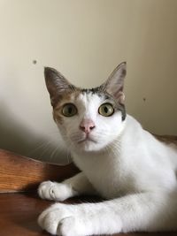 Close-up portrait of white cat