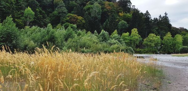 Scenic view of trees growing in forest