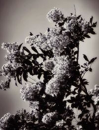 Low angle view of tree against sky